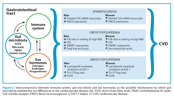 Microbiome, sex hormones and cardiovascular risk: a contribution to ...